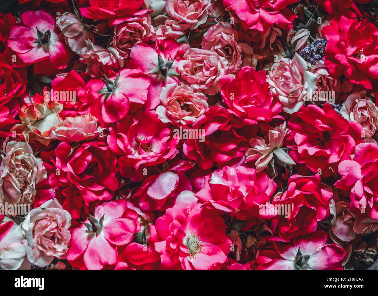 Rote und rosafarbene Rosen, frisch aus dem Garten zusammengeschnitten Stockfoto