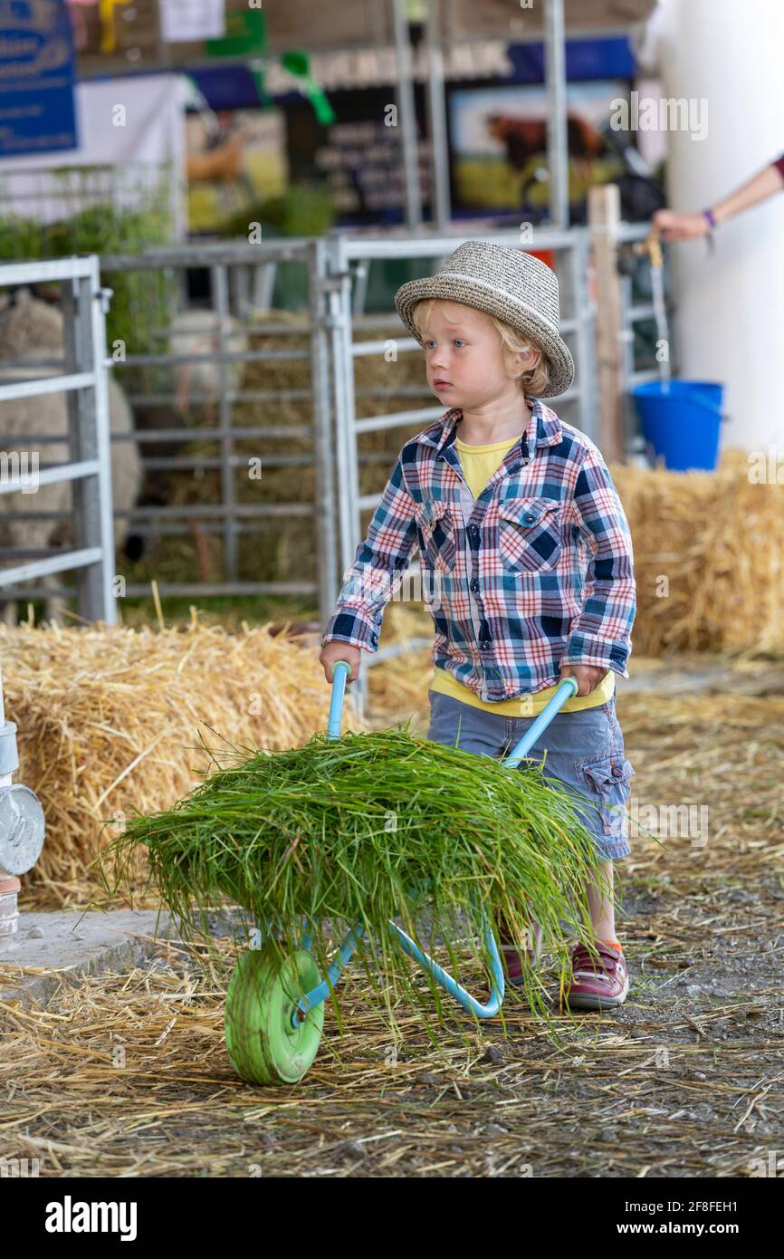 Kleines Kind mit einem Schubkarren voller Gras, mit dem seine Schafe auf der Great Yorkshire Show, Harrogate, Großbritannien, gefüttert werden können. Stockfoto