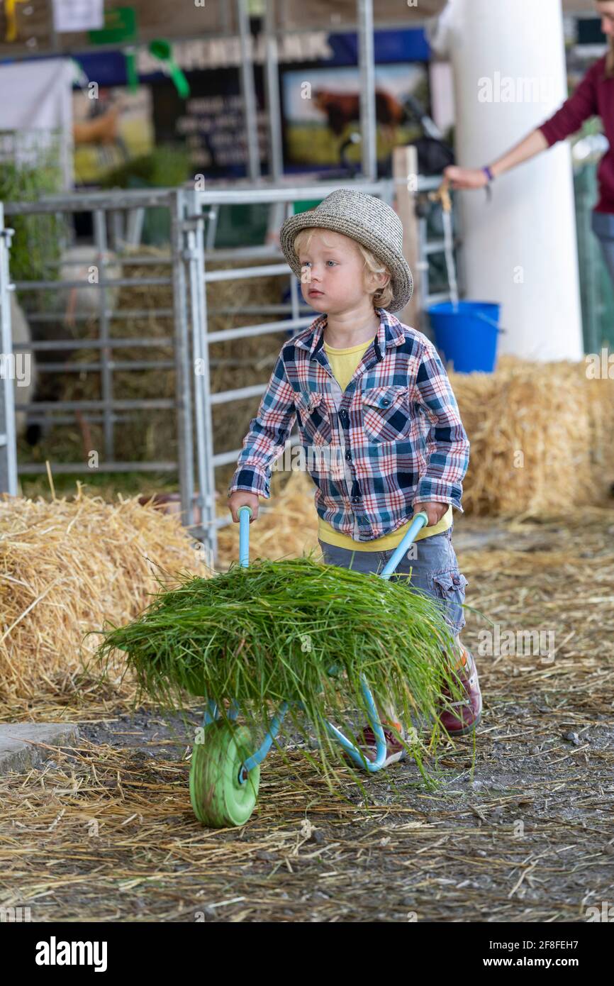Kleines Kind mit einem Schubkarren voller Gras, mit dem seine Schafe auf der Great Yorkshire Show, Harrogate, Großbritannien, gefüttert werden können. Stockfoto
