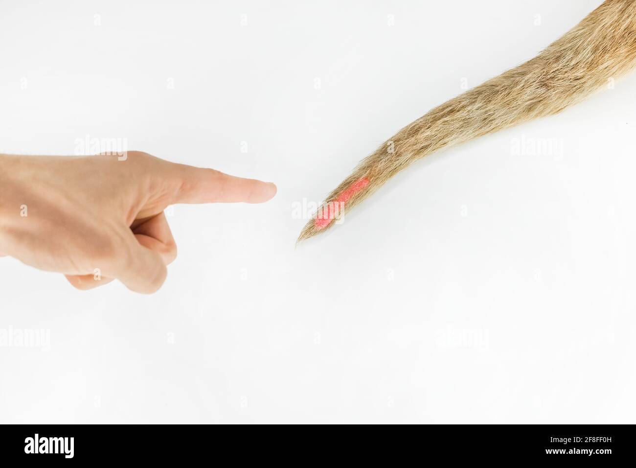 Die Hand des Arztes zeigt einen kranken Hundeschwanz auf einen weißen Hintergrund, isoliert. Stockfoto