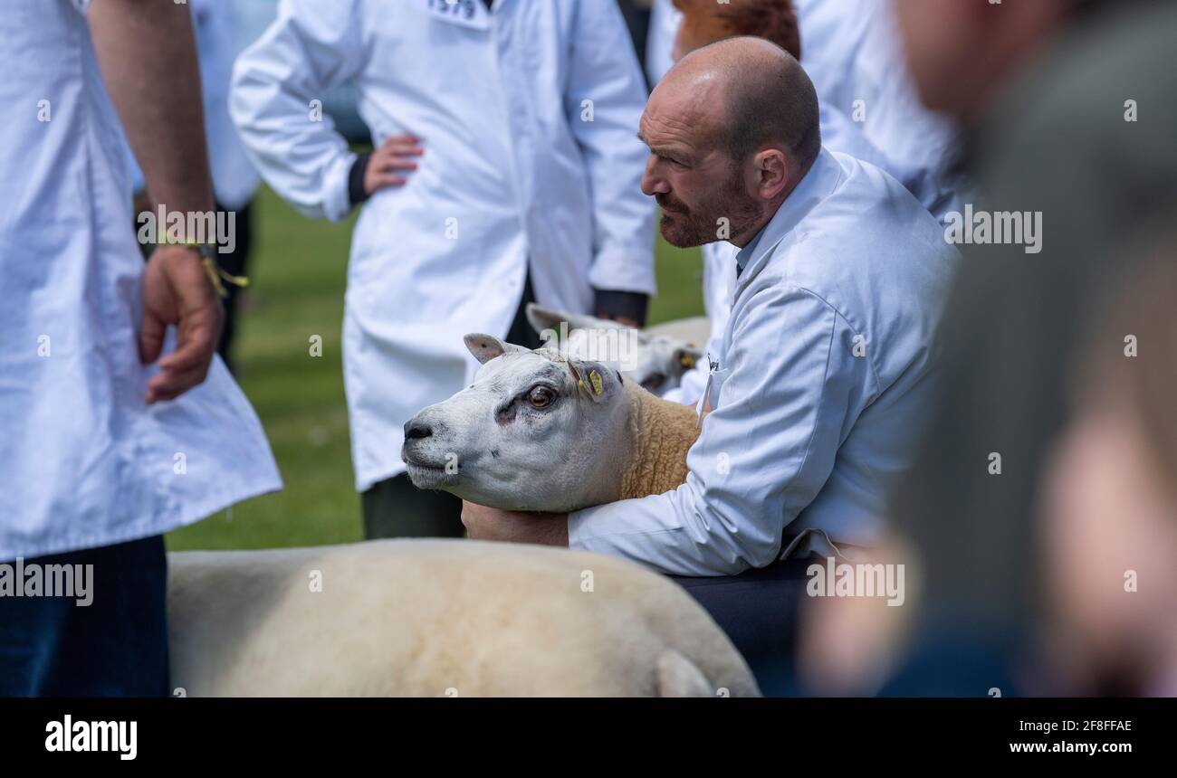 Beurteilung von Beltex Schafen bei der Royal Highland Show im Jahr 2019. Stockfoto