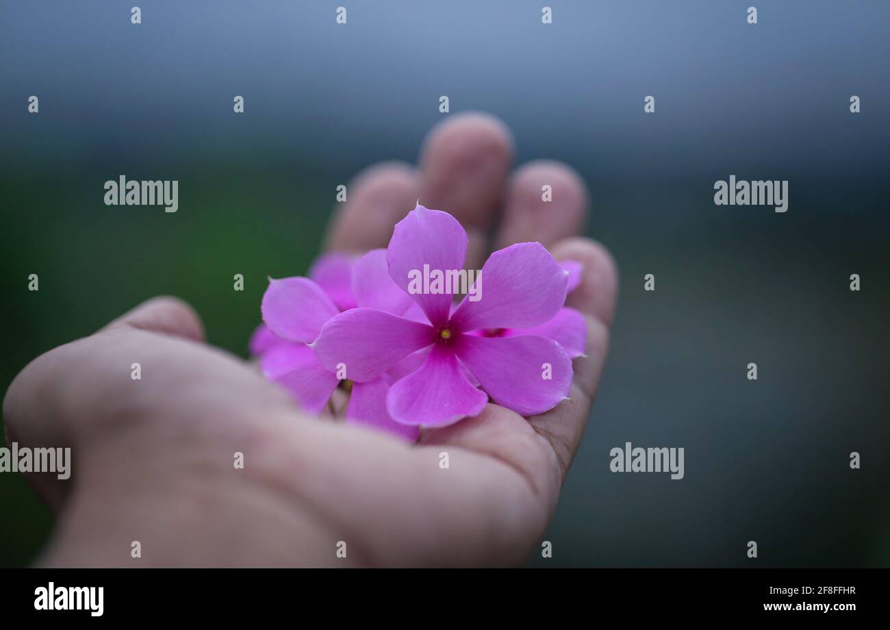 Medizinische Nayantara oder Catharanthus Roseus in der hand Stockfoto