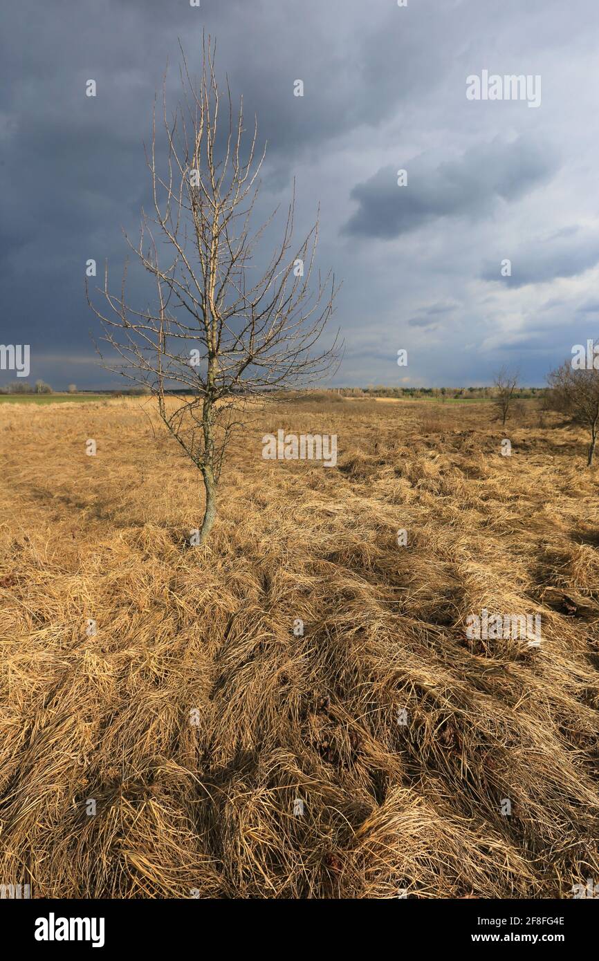 Allein blattloser Baum inmitten trockener Frühlingswiesen vor Gewitter Stockfoto