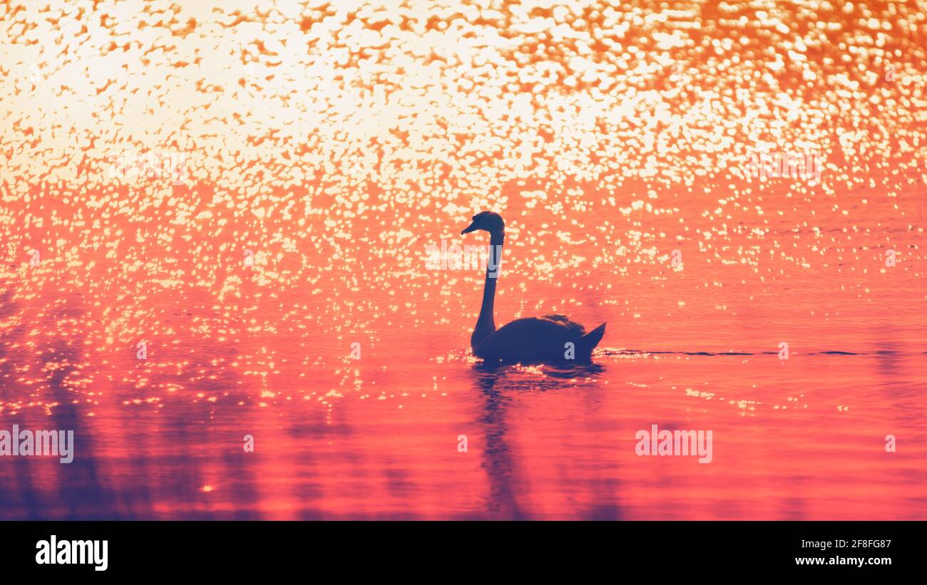 Weißer Schwan auf dem Wasser bei Sonnenaufgang Stockfoto