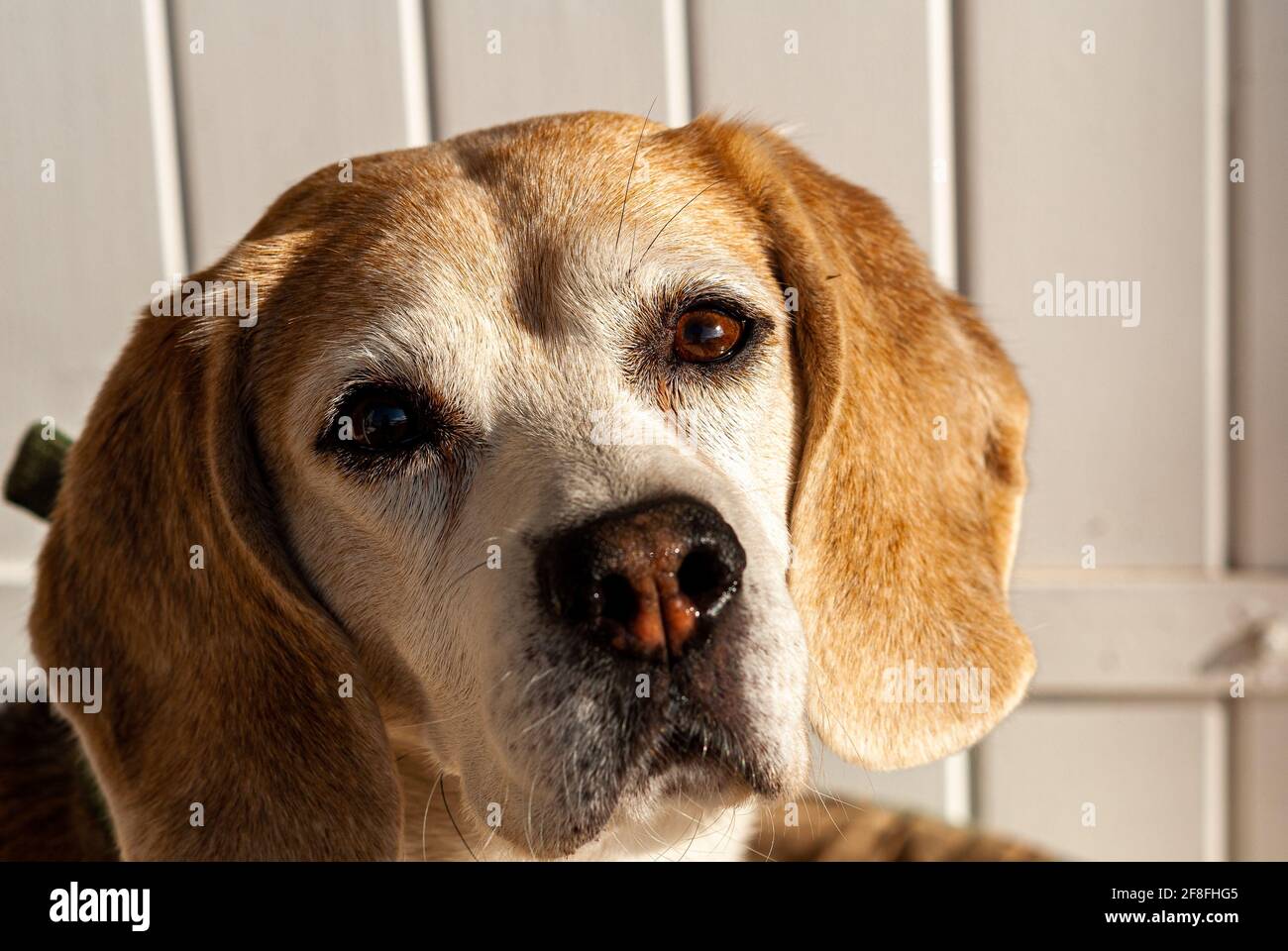 Nahaufnahme eines Hundekopfes Porträt eines berühmten englischen Jagdhundes. Das weiche und ausdrucksstarke Aussehen eines Schnauzens aus nächster Nähe. Stockfoto