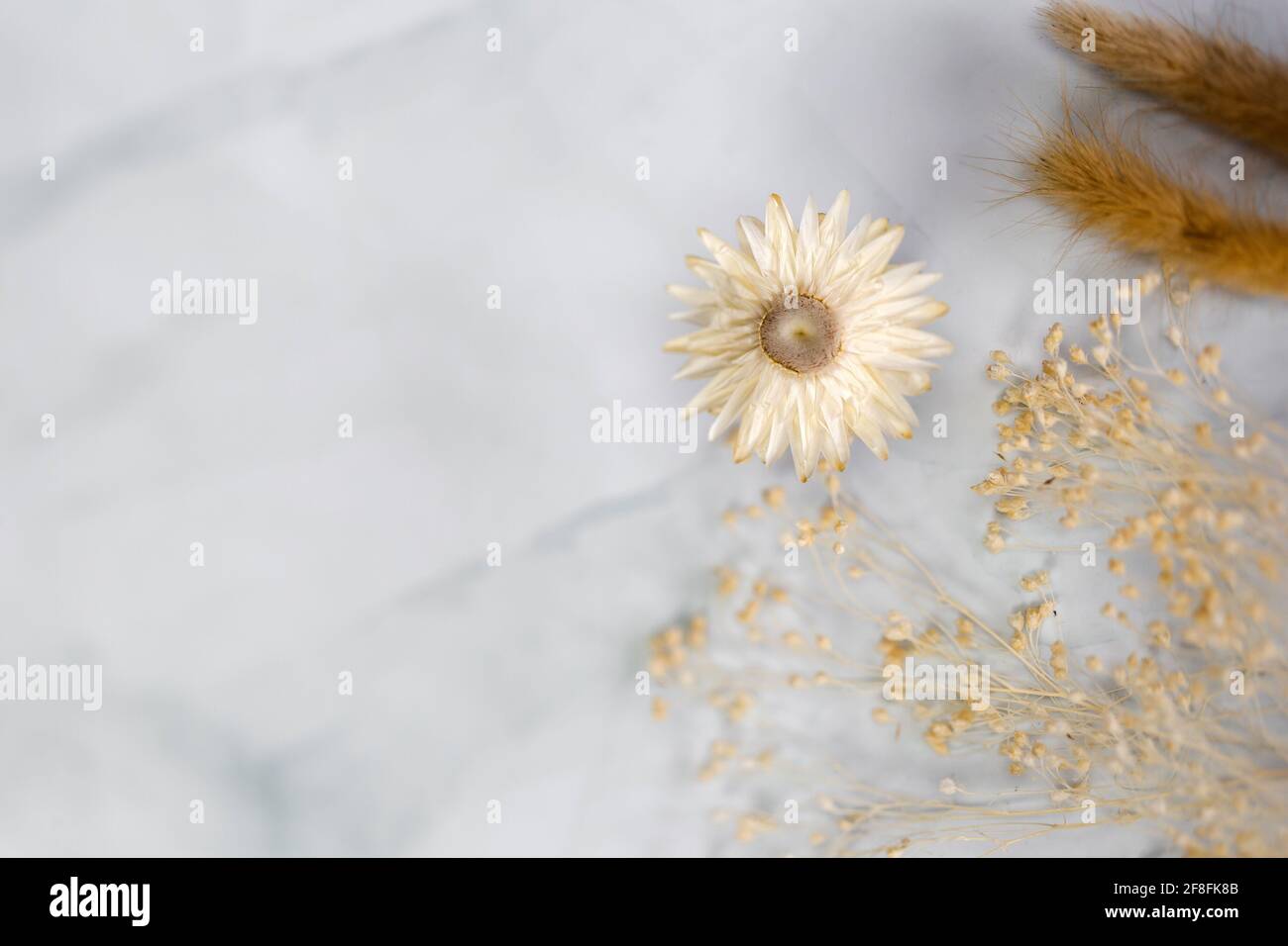 Fresh bight Frühling getrocknete Blume Rahmen isoliert auf weißem Hintergrund mit Kopierraum, romantische, Sommer modernes Konzept, flache Lage, Overhead-Ansicht Stockfoto