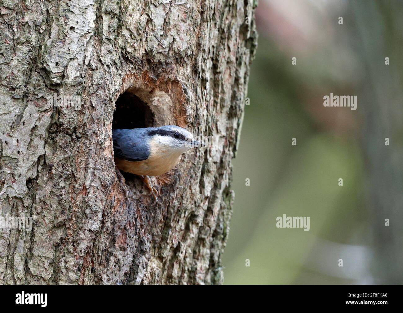 Nukleartatch bereitet den Nestplatz vor Stockfoto