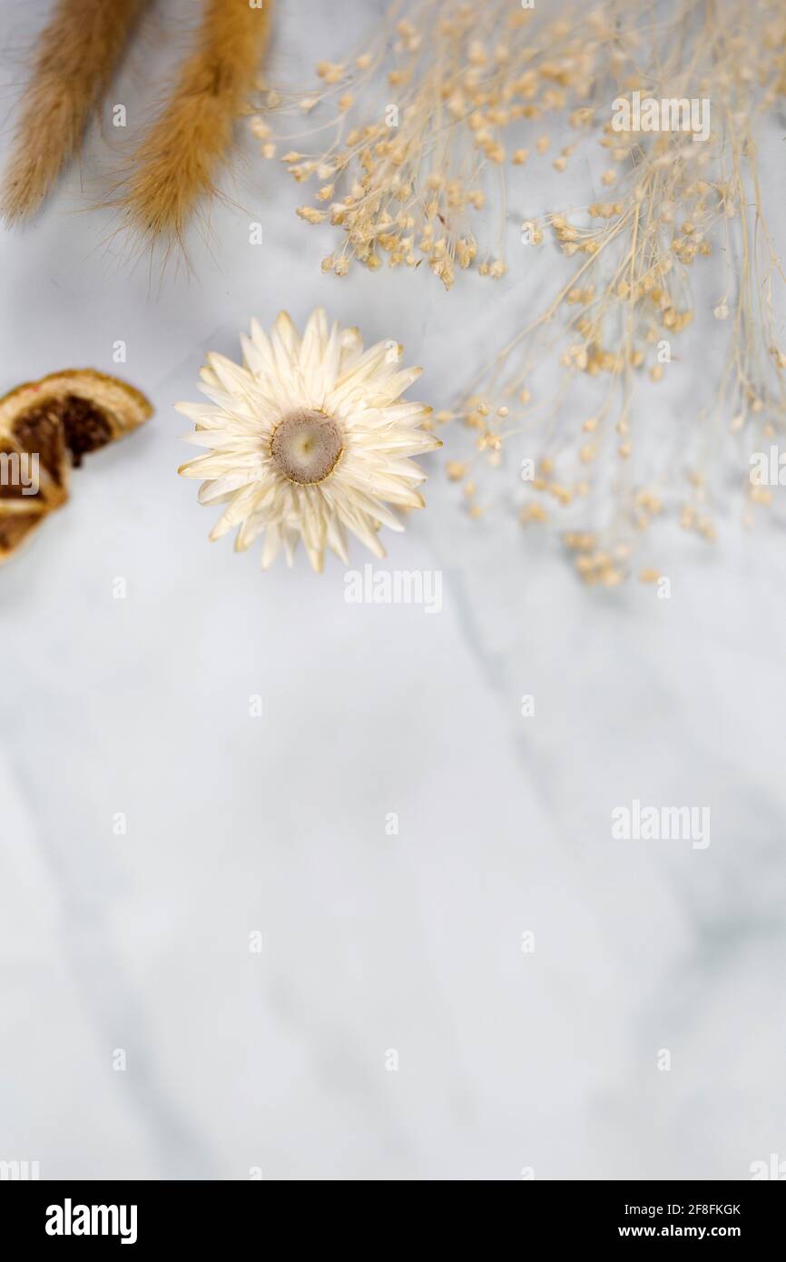 Fresh bight Frühling getrocknete Blume Rahmen isoliert auf weißem Hintergrund mit Kopierraum, romantische, Sommer modernes Konzept, flache Lage, Overhead-Ansicht Stockfoto