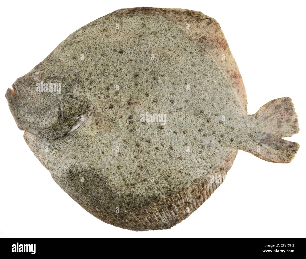 Frischer Scholle Fisch isoliert auf weiß. Leckeres Meeresessen Stockfoto