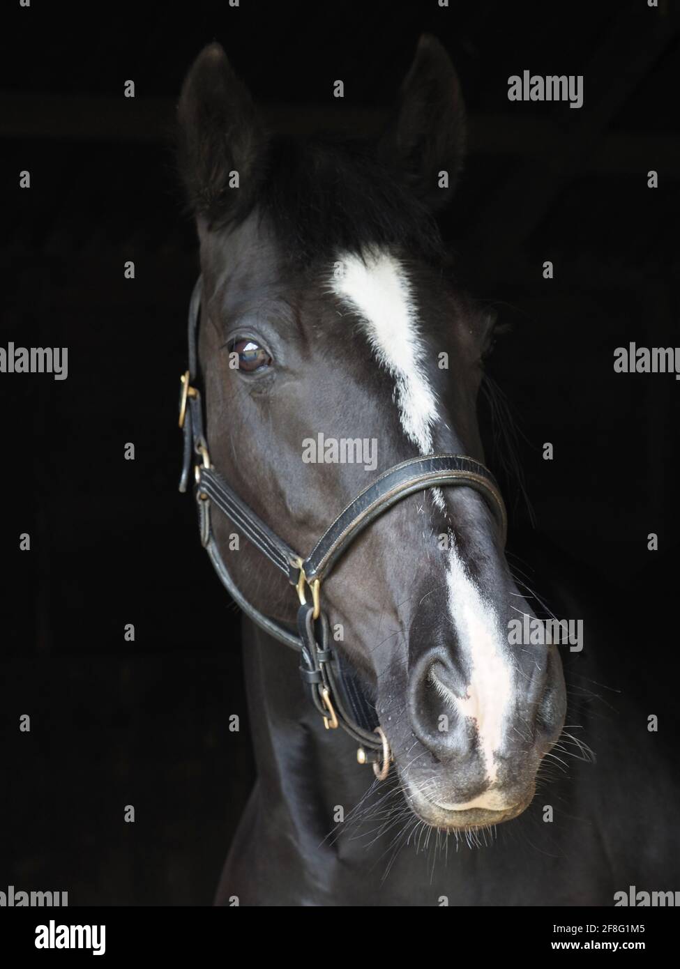 Ein Kopfschuss eines schwarzen Pferdes in einem Lederkopfkragen. Stockfoto