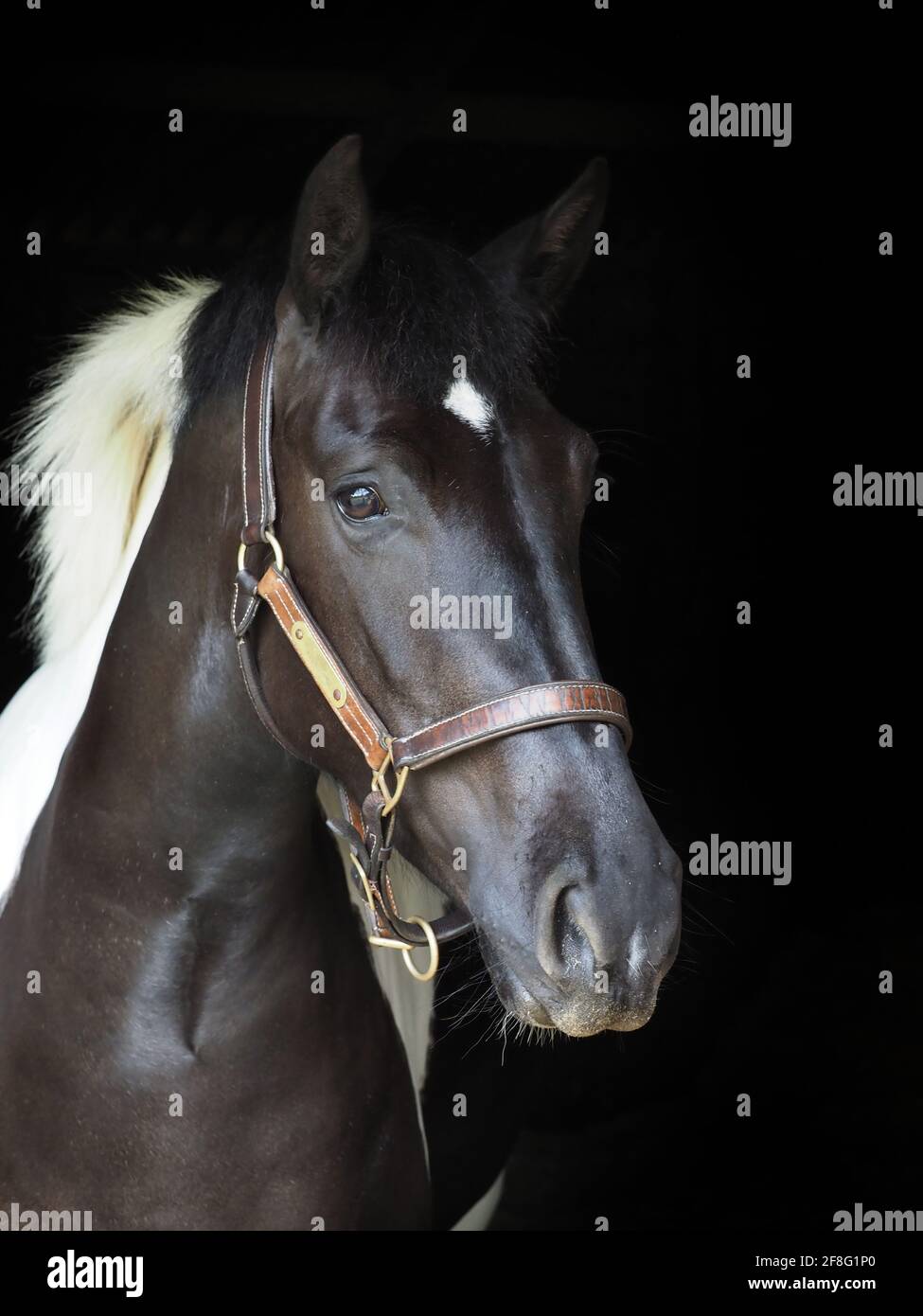 Ein Kopfschuss eines Glatzenpferdes in einem Lederkopfkragen. Stockfoto