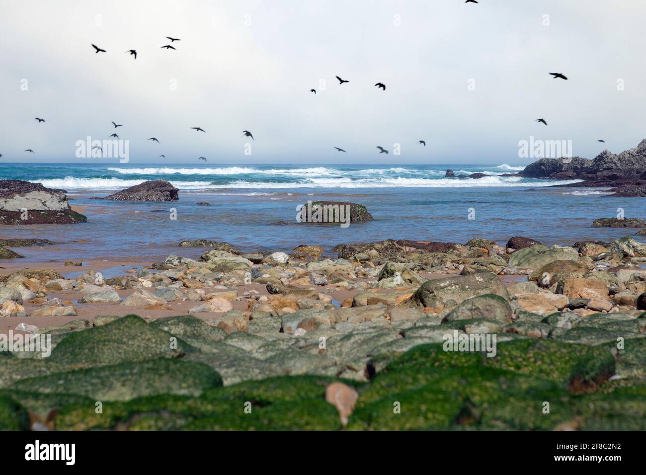 Felsengebiet am Ufer des kantabrischen Meeres in Spanien, Vogelschar, der über das Meer fliegt Stockfoto