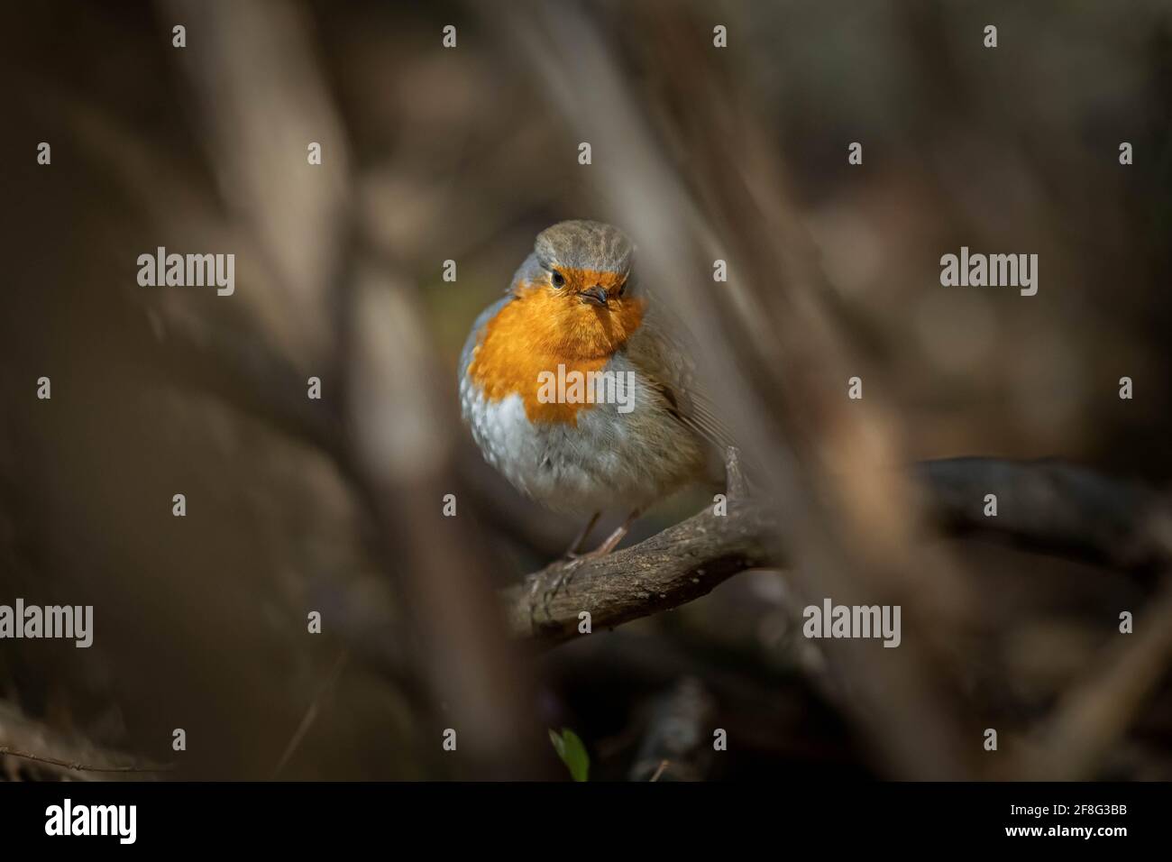 Kleiner farbenfroher Vogel in der Natur Stockfoto