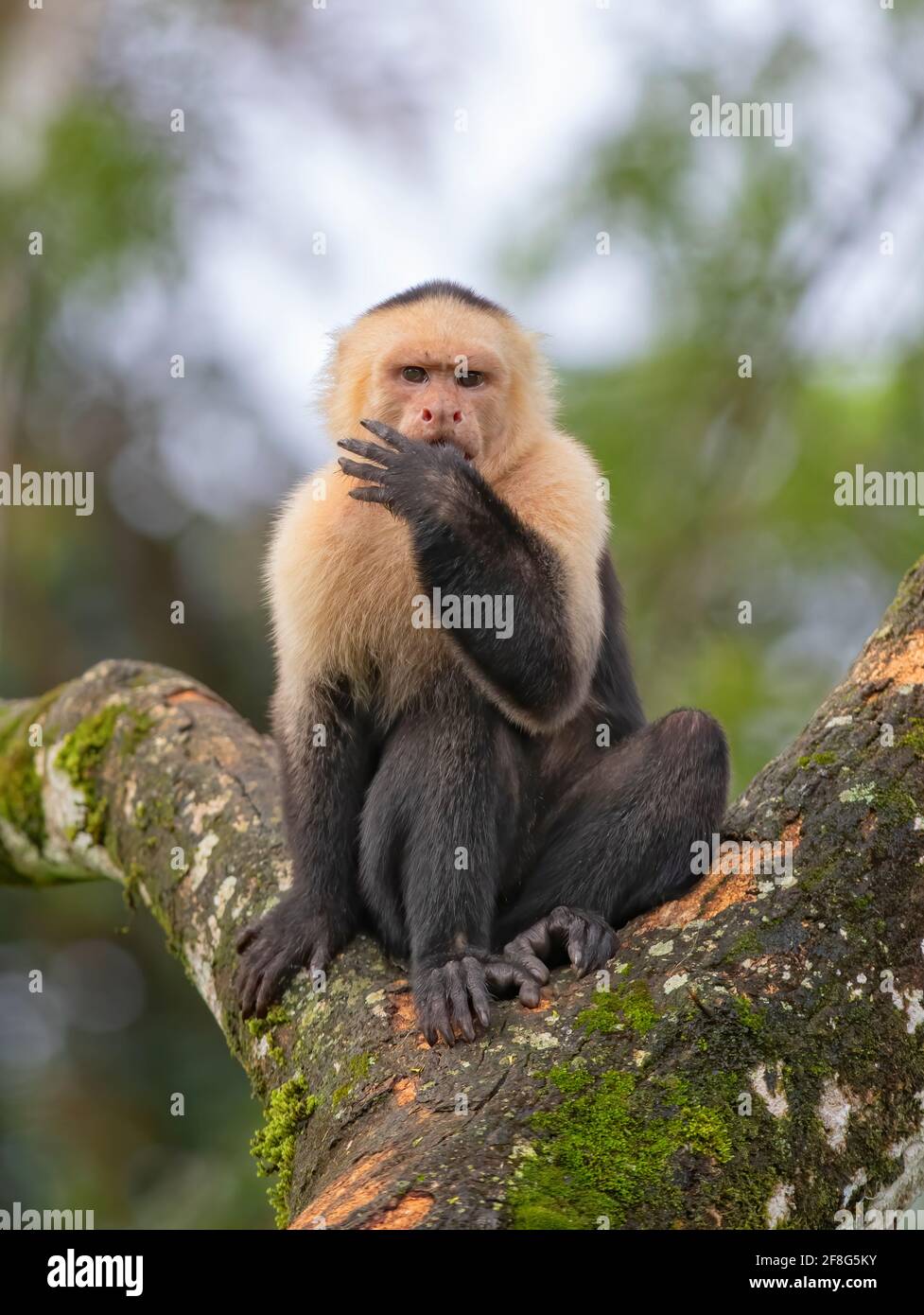 Weißer Kapuzineraffe sitzt auf einem Baum und isst eine Banane im tropischen Dschungel Costa Ricas Stockfoto