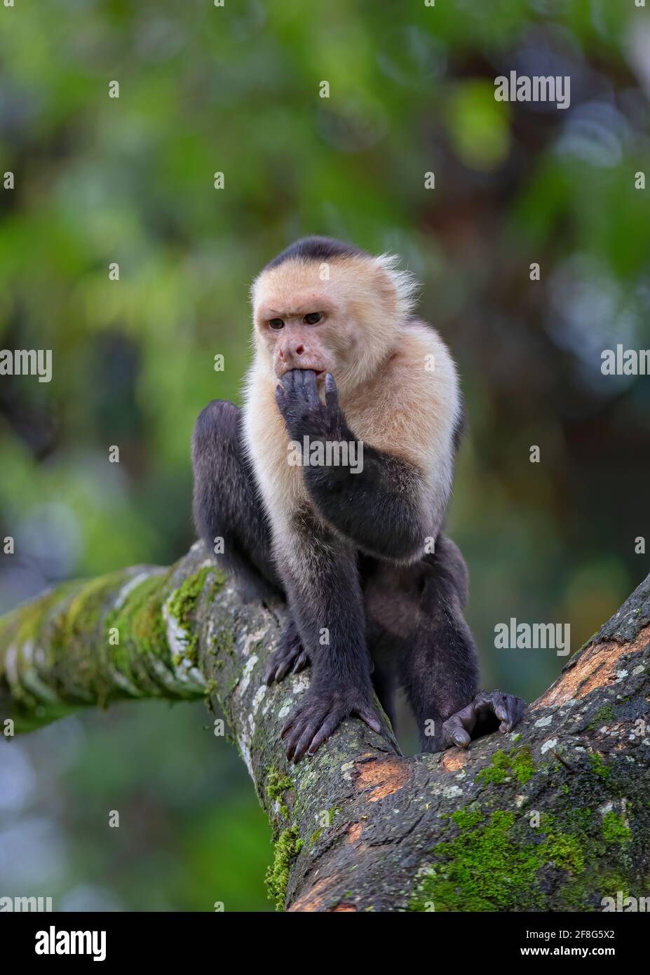 Weißer Kapuzineraffe sitzt auf einem Baum und isst eine Banane im tropischen Dschungel Costa Ricas Stockfoto