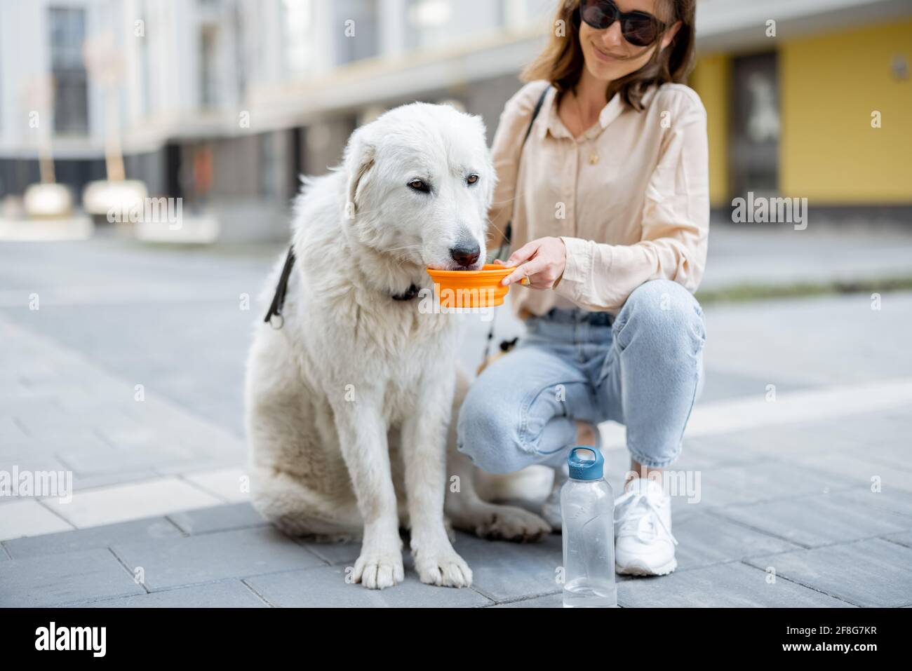 Frau hält eine Schüssel und gibt ihrem großen weißen Hund Wasser, während sie auf ihren Füßen im Hof der Residenz sitzt. Tierpflege, Tierliebhaber. Durstiger Hund trinkt im heißen Sommer Wasser Stockfoto