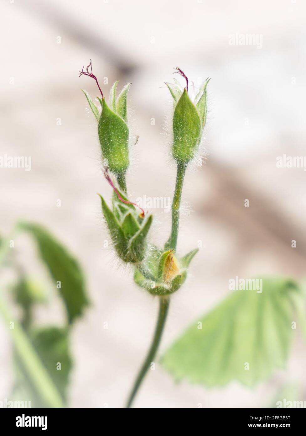 Blumen im Freien, natürlich beleuchtet Stockfoto