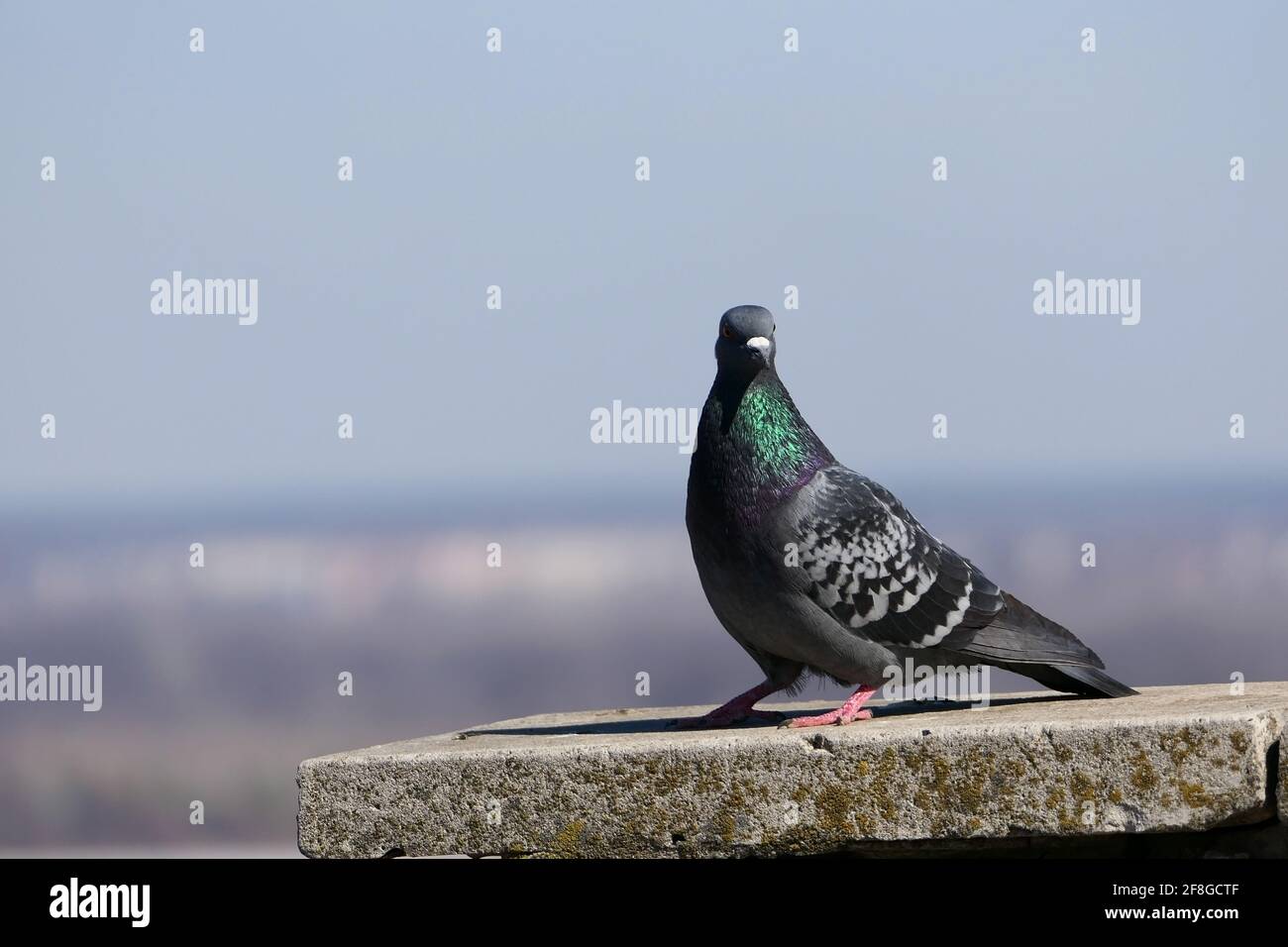 Eine wunderschöne Taube in ihrem natürlichen Lebensraum. Natur und Vögel. Stockfoto