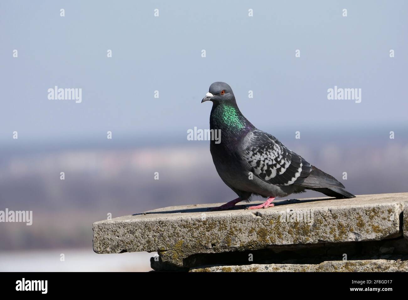 Eine wunderschöne Taube in ihrem natürlichen Lebensraum. Natur und Vögel. Stockfoto