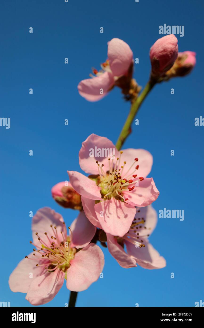 Rosa Pfirsichblüte mit zarten Blütenblättern und Staubblättern, Pfirsichblütenzweig, Pfirsichblüte mit blauem Himmel Hintergrund, Frühlingsblüte, rosa Blüte Stockfoto
