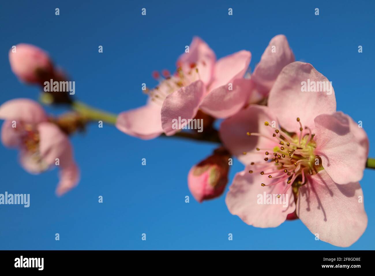 Rosa Pfirsichblüte mit zarten Blütenblättern und Staubblättern, Pfirsichblütenzweig, Pfirsichblüte mit blauem Himmel Hintergrund, Frühlingsblüte, rosa Blüte Stockfoto