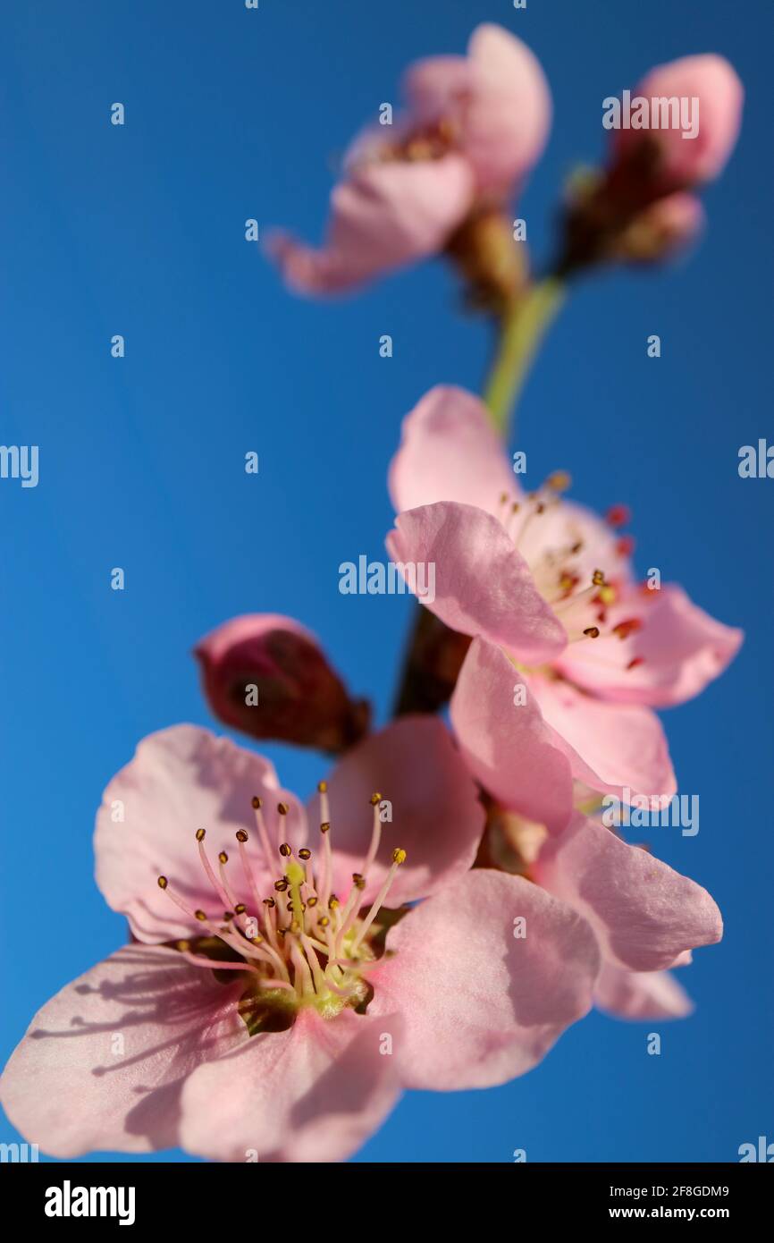 Rosa Pfirsichblüte mit zarten Blütenblättern und Staubblättern, Pfirsichblütenzweig, Pfirsichblüte mit blauem Himmel Hintergrund, Frühlingsblüte, rosa Blüte Stockfoto