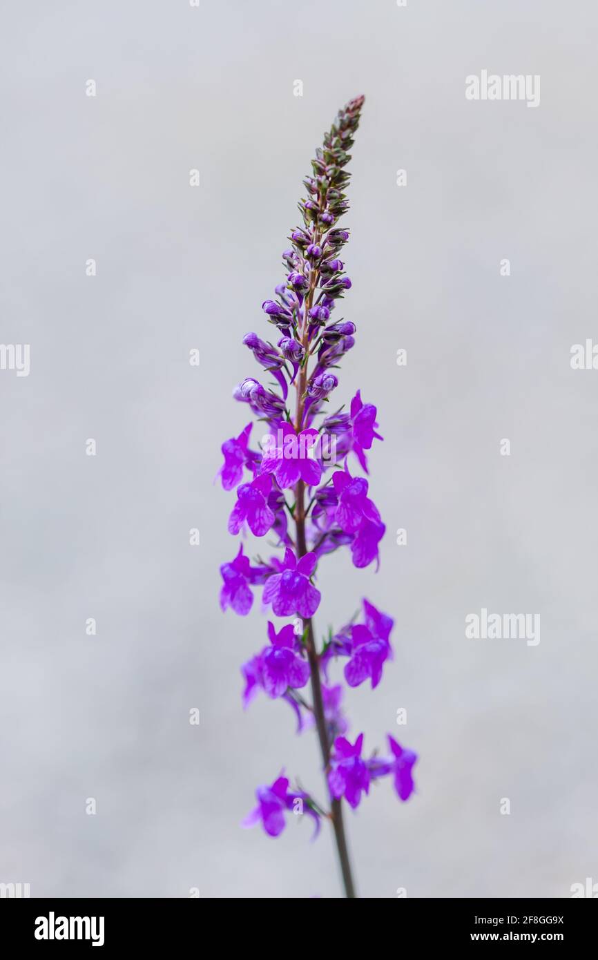 Lila Toadflax Linaria purpurea Blütenspitze von lila Blüten wächst Im schottischen Hochland Stockfoto