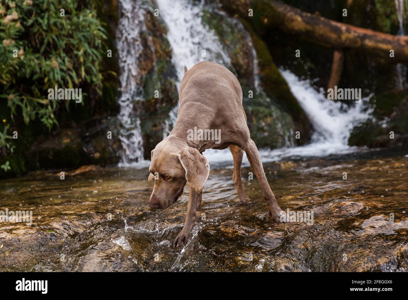 Der Weimaraner Hund schnuppert und verfolgt in einem Fluss mitten im Wald. Stockfoto
