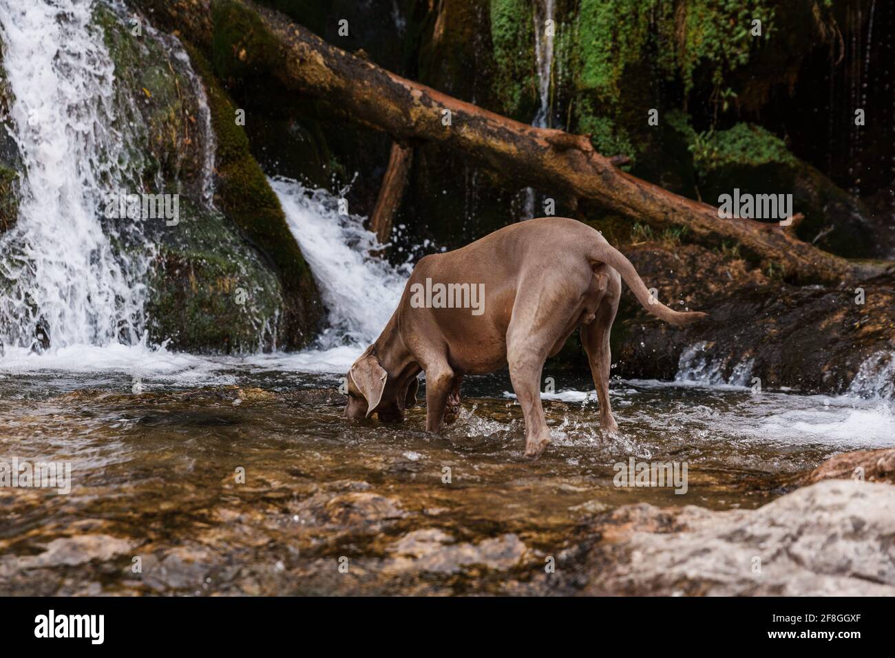 Der Weimaraner Hund schnuppert und verfolgt in einem Fluss mitten im Wald. Stockfoto