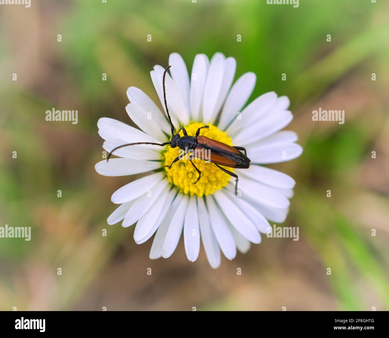 Eine Makroaufnahme eines Käfers auf einer Blume. Detailreich und schön Stockfoto