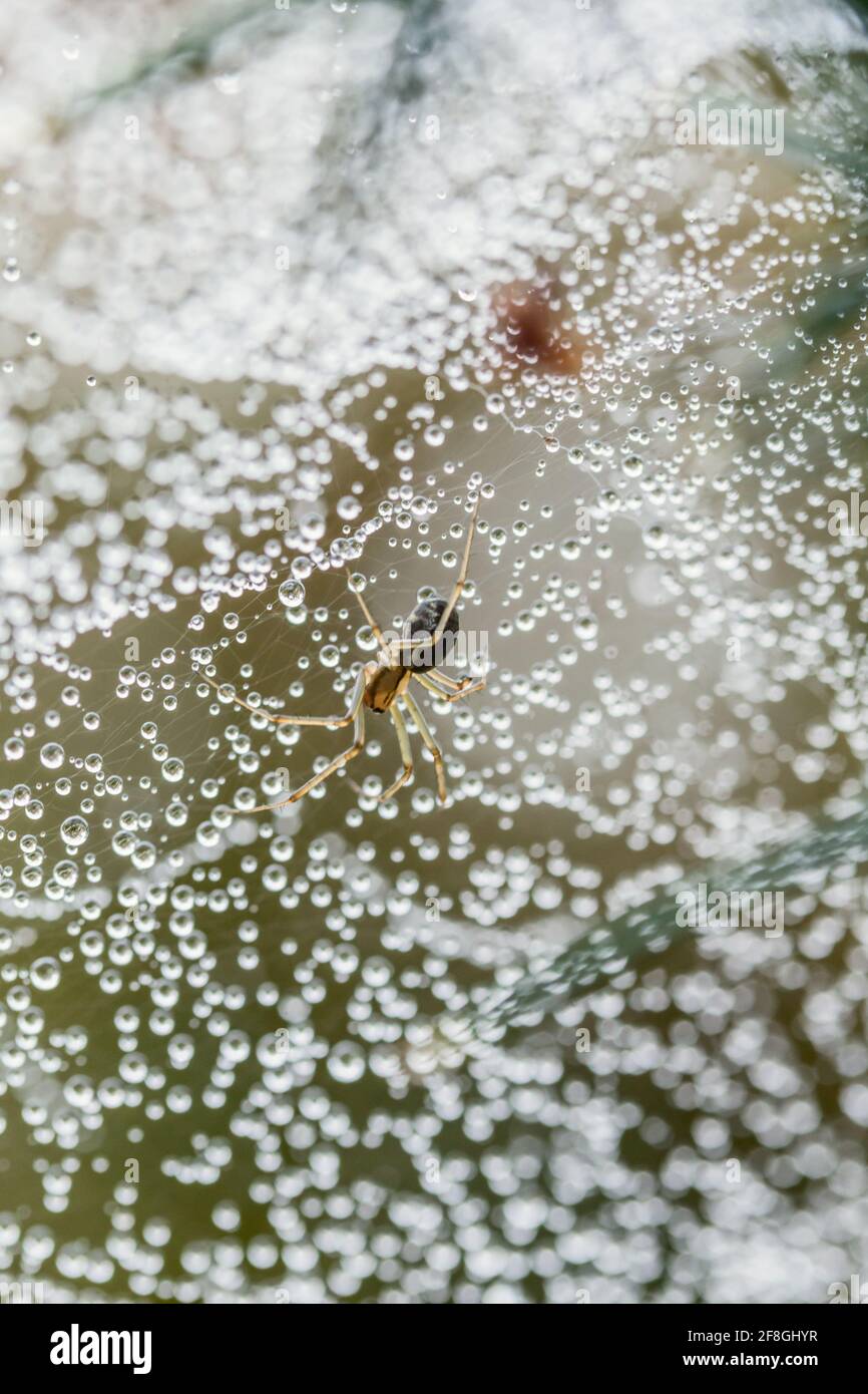 European Sheetweb Spider Linyphia triangularis kopfüber an seinem befestigt Wasserbedecktes Netz in den schottischen Highlands Stockfoto