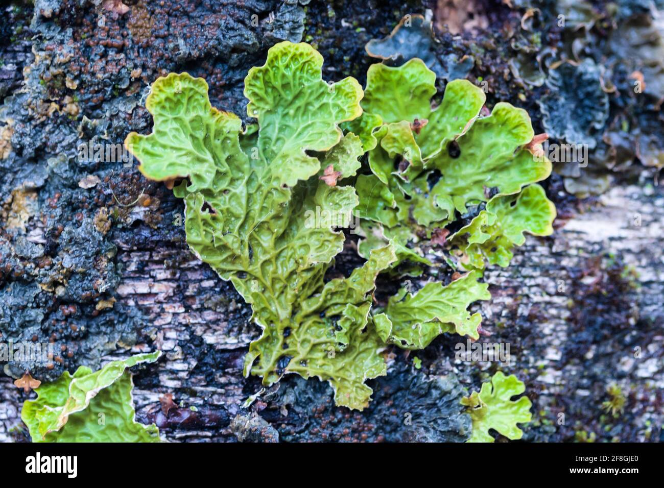 Lobaria pulmonaria oder Lungenkraut wächst auf einer Birke in Das schottische Hochland Stockfoto
