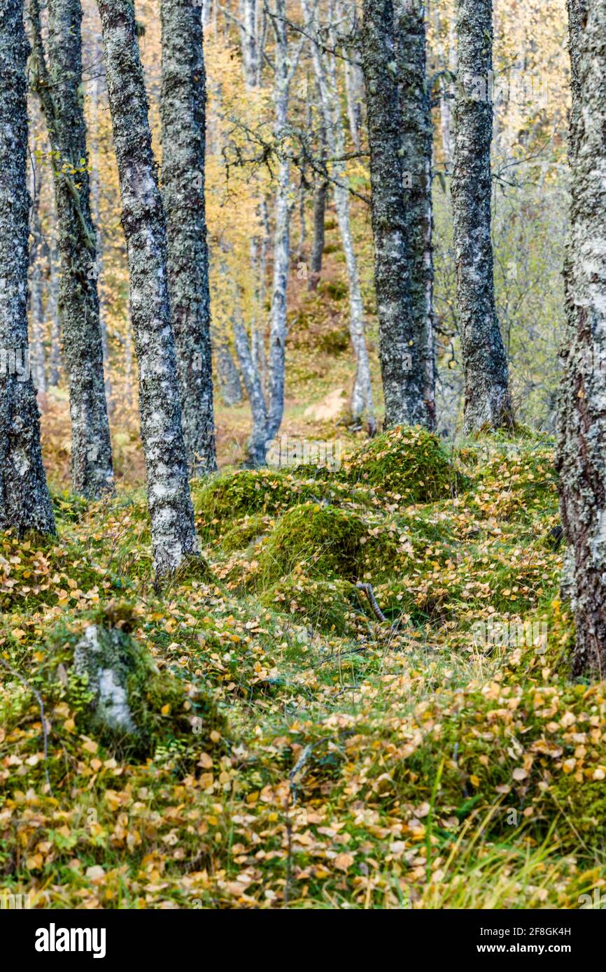 Birken Betula pendula im Herbst mit Blättern färben sich Im schottischen Hochland Stockfoto