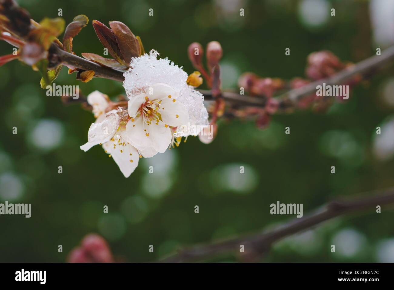 Detail von Pflaumenblüten bedeckt mit Schnee und Eis im Frühling, was ein Risiko für Ernteausfall ist, Österreich Stockfoto