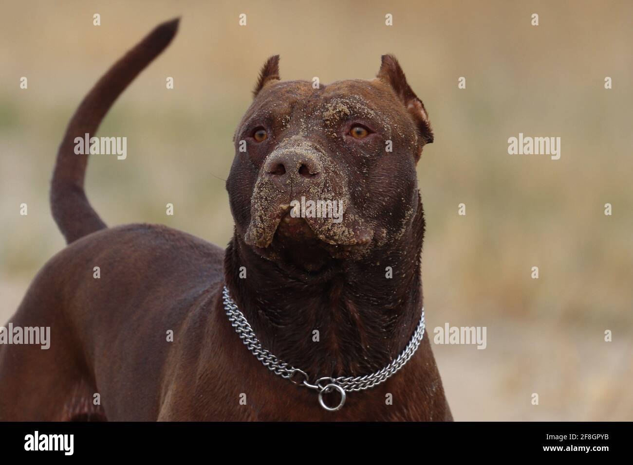 Hundeportrait, Pitbull Stockfoto