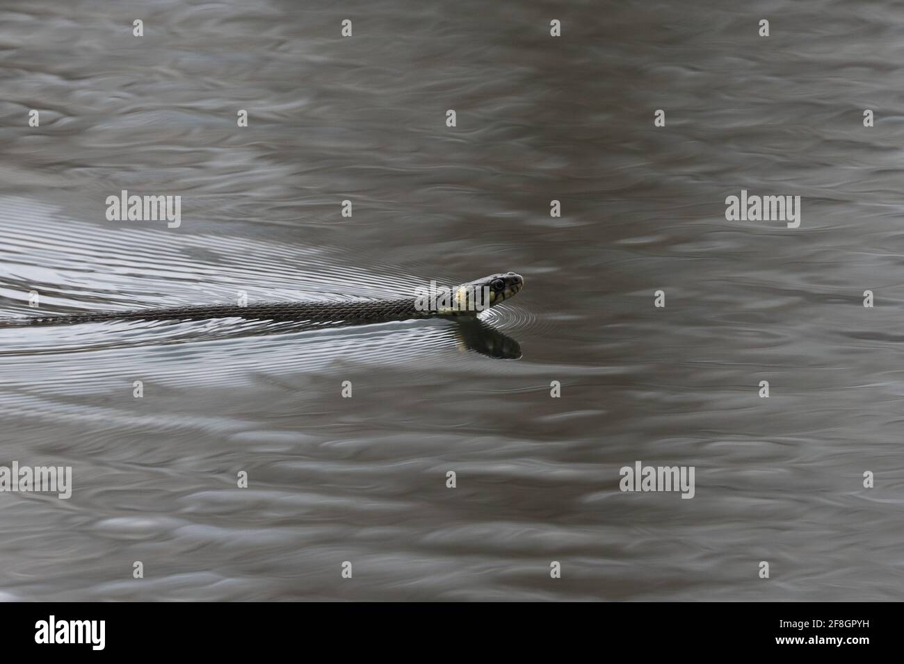Schlange, die im Teich fließt, Grasschlange Stockfoto