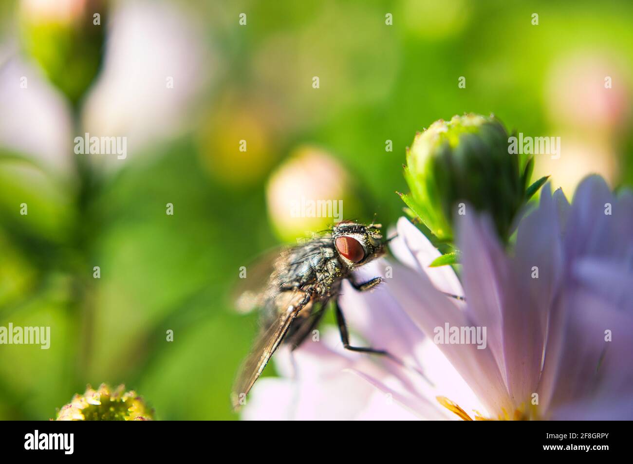 Blowfly auf einer Blume, die als Makro aufgenommen wurde Stockfoto