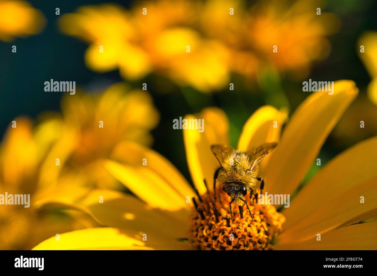 Bienen sammeln Nektar auf einem Doldenblütenmakro Stockfoto