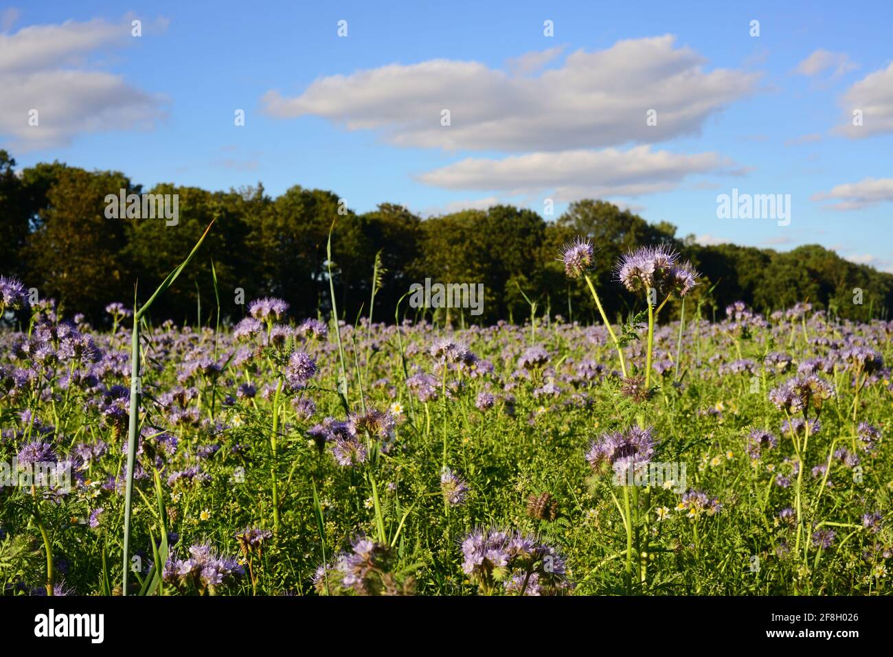 Wildblumenwiese york yorkshire vereinigtes Königreich Stockfoto
