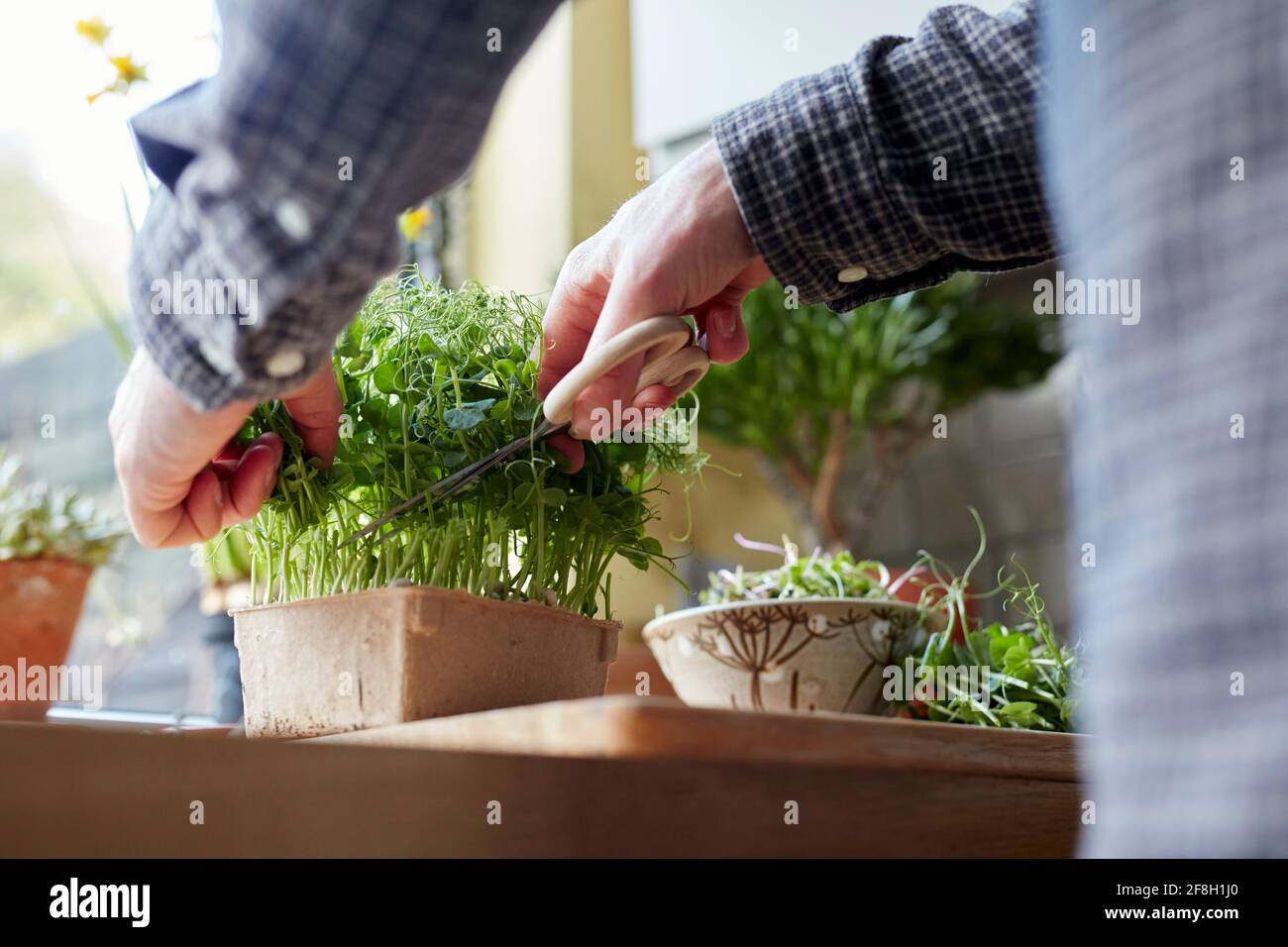 Ernte von Microgreens mit einer Schere zu Hause für Salat Stockfoto