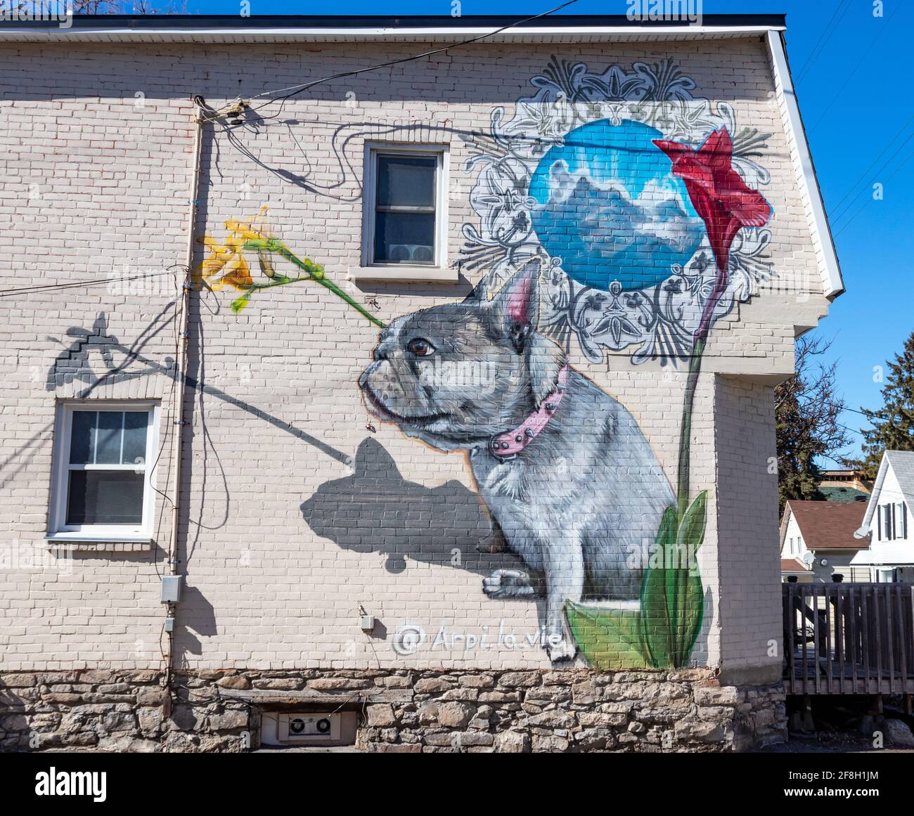 Stadthaus mit Street Art mit einem grauen Hund Ein rosa Kragen und Blumen Stockfoto