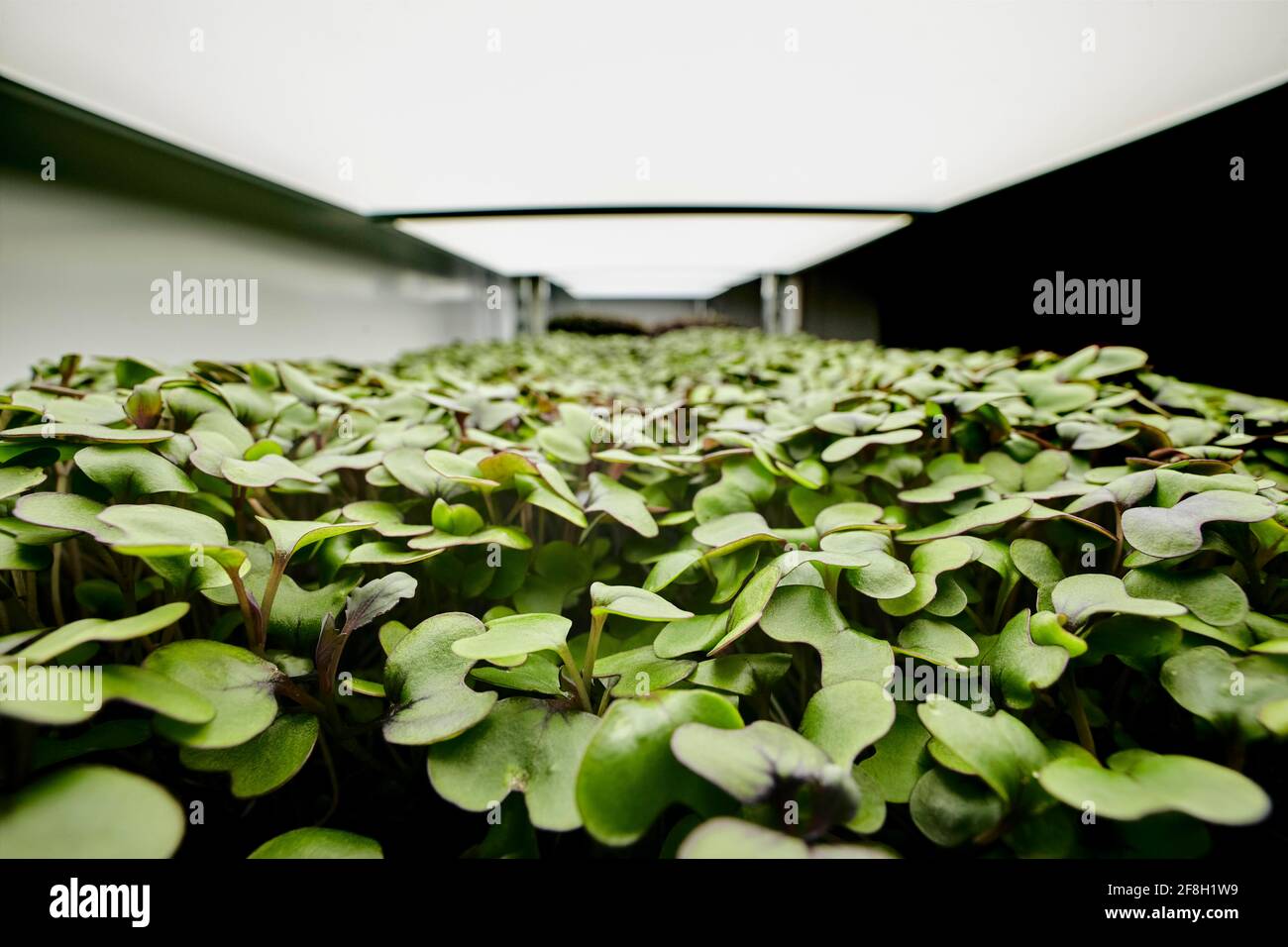 Nahaufnahme von dicht gepackten mikrogrünen Setzlingen in städtischen Farmen Stockfoto