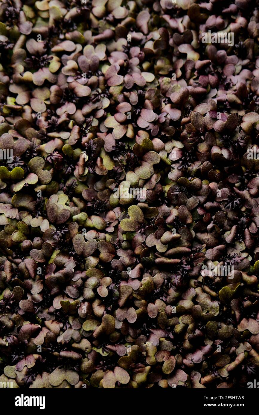 Nahaufnahme von dicht gepackten, mikrogrünen Senfkeimlingen, aus denen geschossen wurde Oben Stockfoto