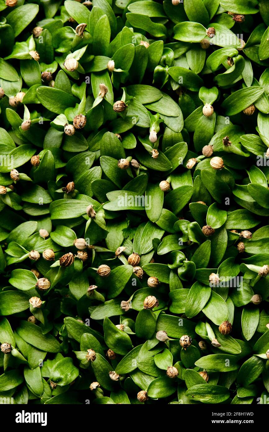 Nahaufnahme von dicht gepackten, mikrogrünen Korianderkeimlingen, aus denen geschossen wurde Oben Stockfoto