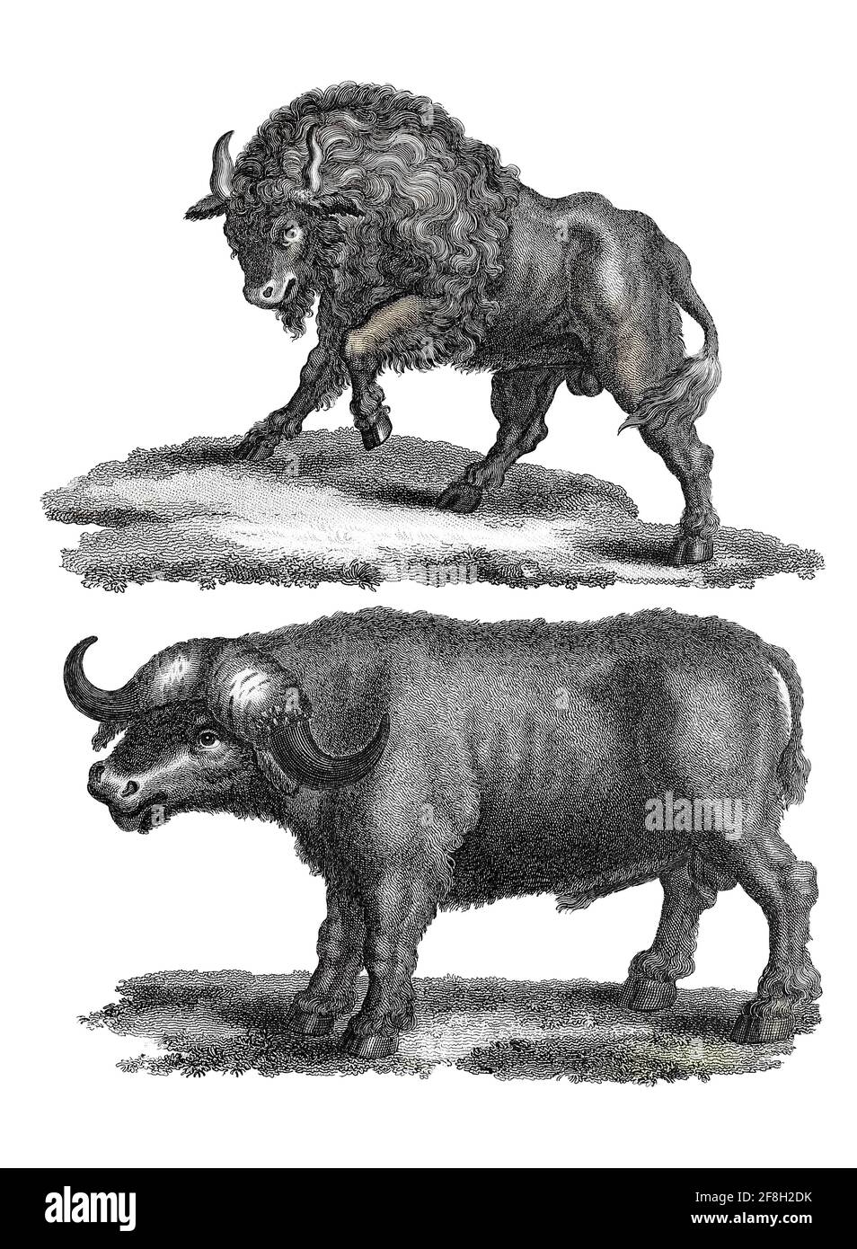 Bos - The American Bison (oben) The Cape Buffalo (unten) Kupferstich aus der Encyclopedia Londinensis oder, Universal Dictionary of Arts, Sciences, and literature; Band III; herausgegeben von Wilkes, John. Veröffentlicht 1810 in London Stockfoto