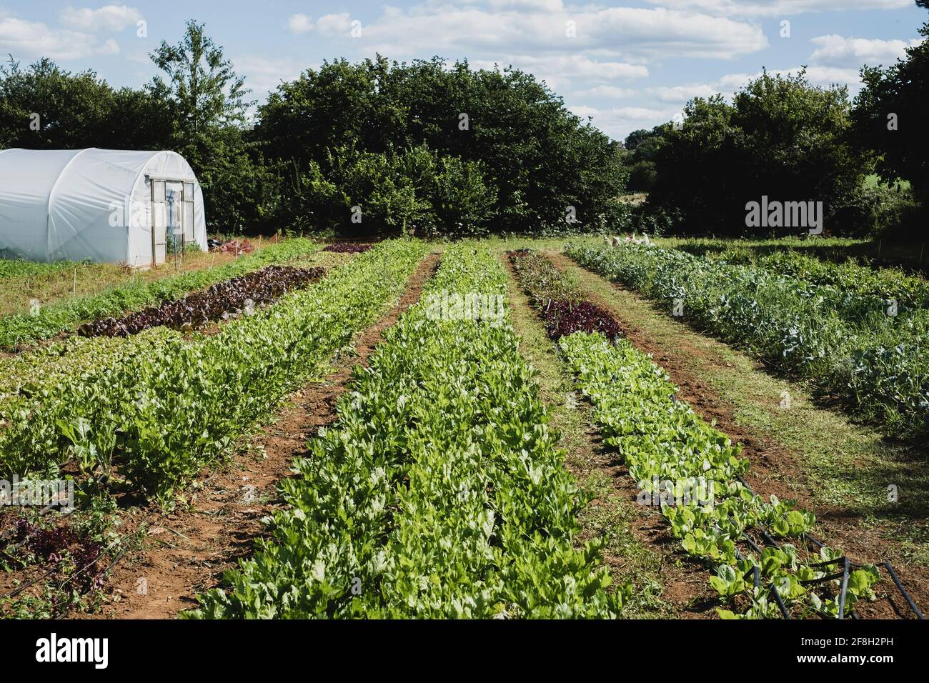 Blick entlang Reihen von Gemüse in einem Feld, Poly-Tunnel im Hintergrund. Stockfoto