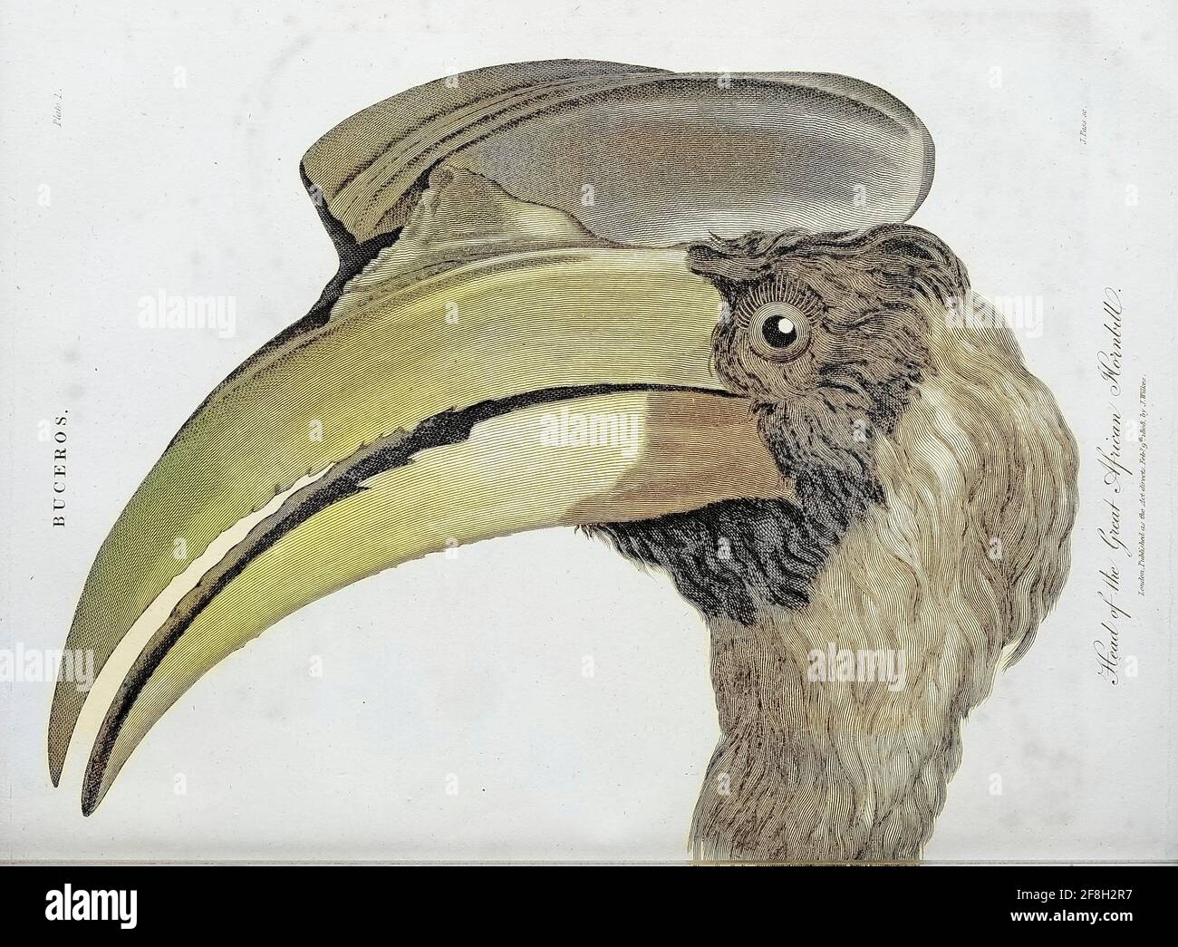 Buceros Nahaufnahme von Kopf und Schnabel des Großen Afrikanischen Hornbills Kupferstich aus der Encyclopedia Londinensis oder, Universelles Wörterbuch der Künste, Wissenschaften und Literatur; Band III; herausgegeben von Wilkes, John. Veröffentlicht 1810 in London Stockfoto