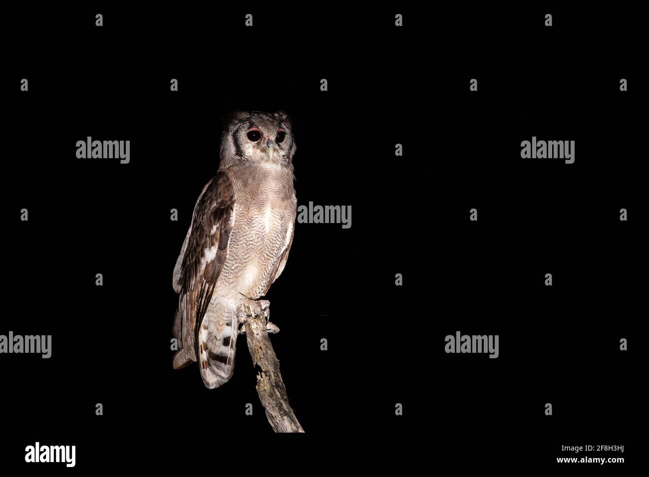 Eine Riesenadlereule, Bubo bubo, steht nachts auf einem Ast. Stockfoto