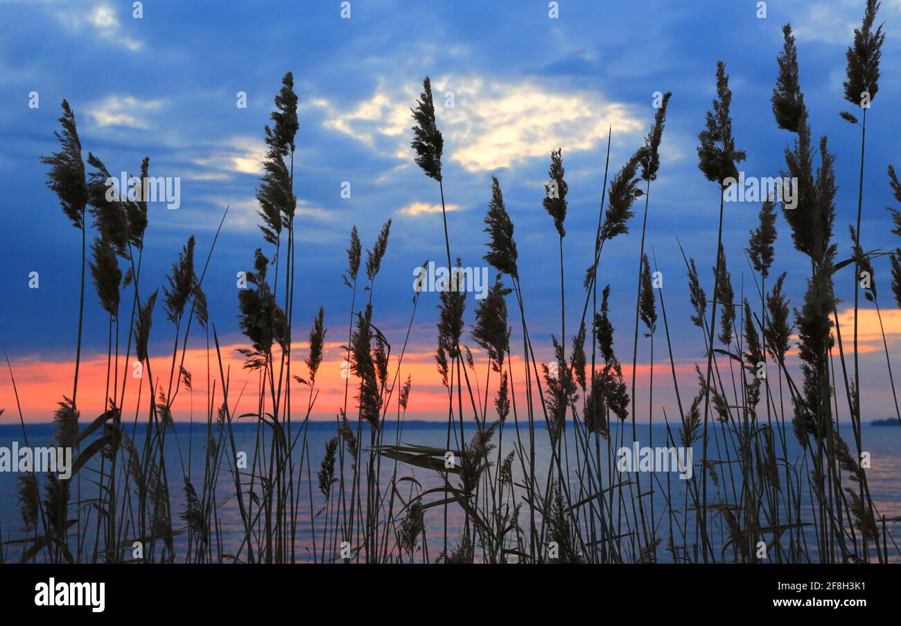 Blick auf den Sonnenuntergang Himmel durch Stock am Seeufer Stockfoto