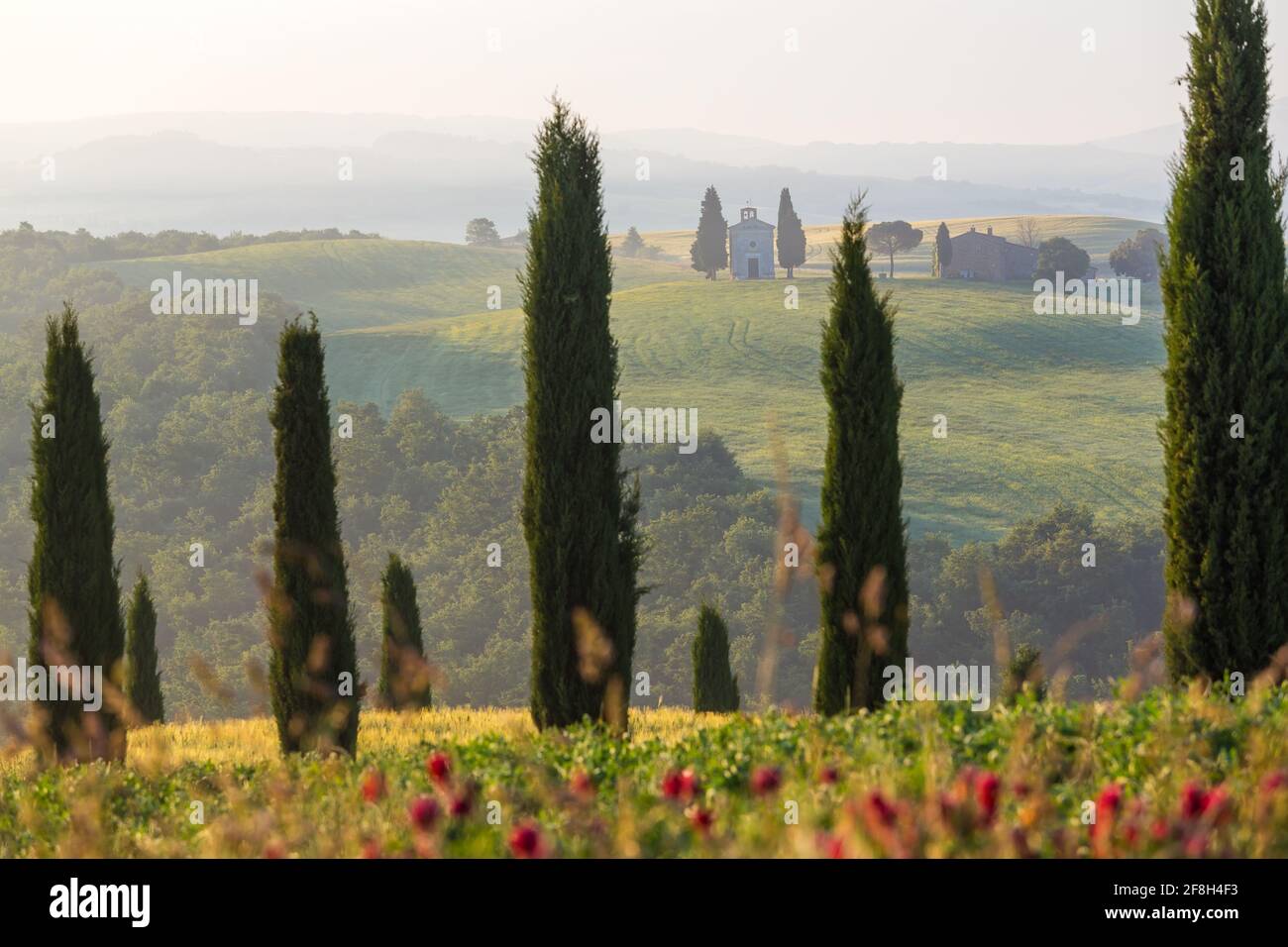 Am frühen Morgen, Zypressen, Capella di Vitaleta, Kapelle, Val d'Orcia, Toskana, Italien Stockfoto